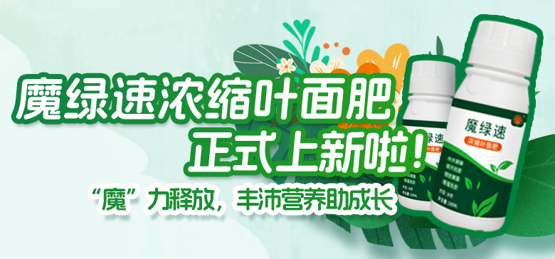 豐沛營(yíng)養(yǎng)助成長(zhǎng)！魔綠速濃縮葉面肥上新啦